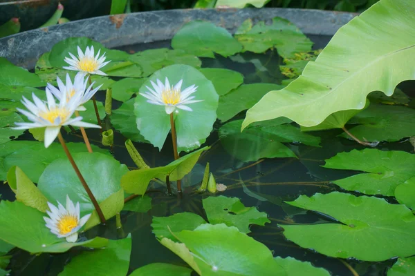 Lilie wodne w wodzie — Zdjęcie stockowe