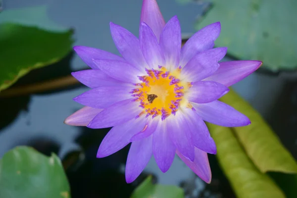 Nénuphars dans l'eau — Photo