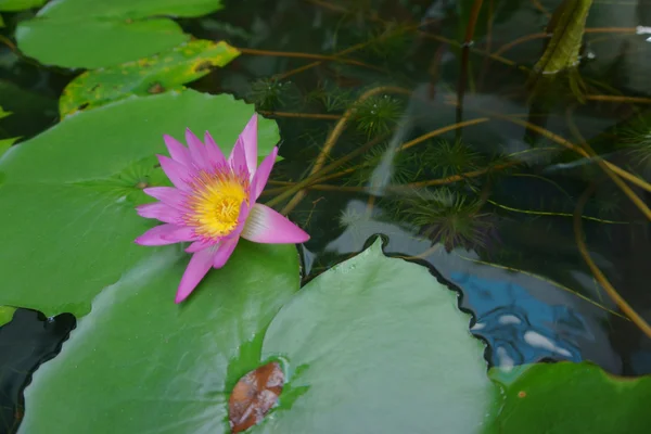 Water lily in water — Stock Photo, Image