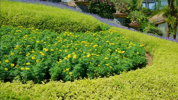 Bloembedden in het park — Stockfoto