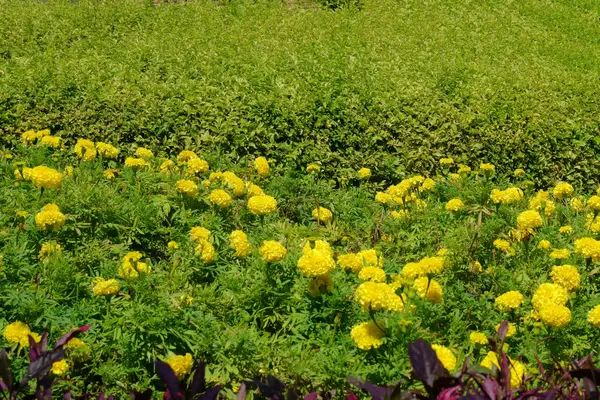 在公园里的花床 — 图库照片