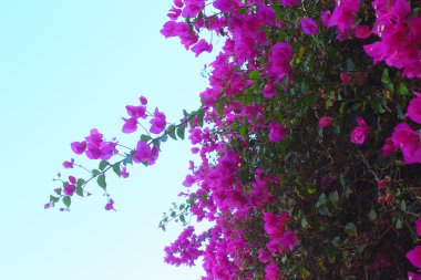 pembe çiçekler bush