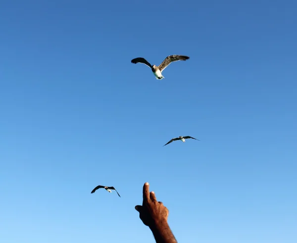 Man's hand, the bird — Stock Photo, Image