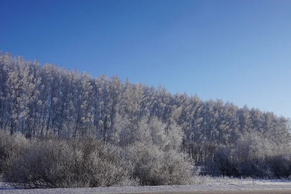 Landschaft im Winter — Stockfoto