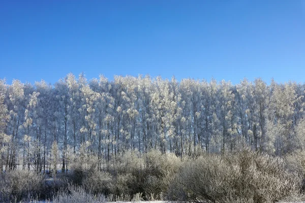 Пейзаж зимой — стоковое фото