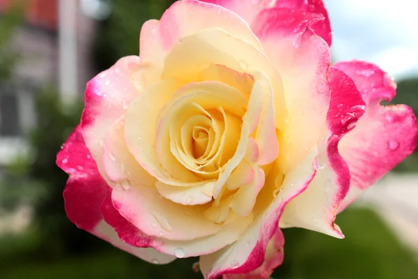 Beautiful rose pink and yellow — Stock Photo, Image