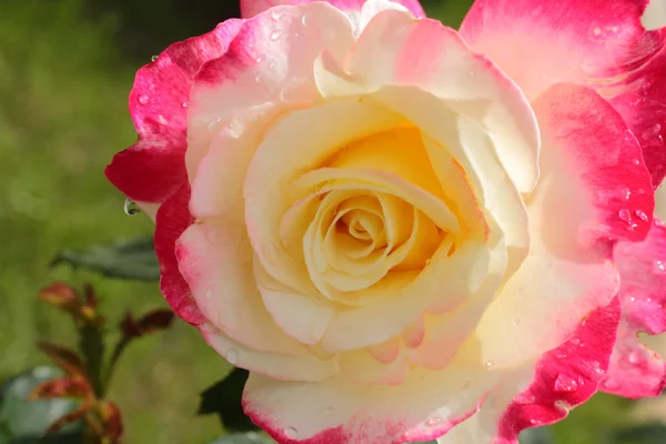 Rosa hermosa rosa y amarillo — Foto de Stock