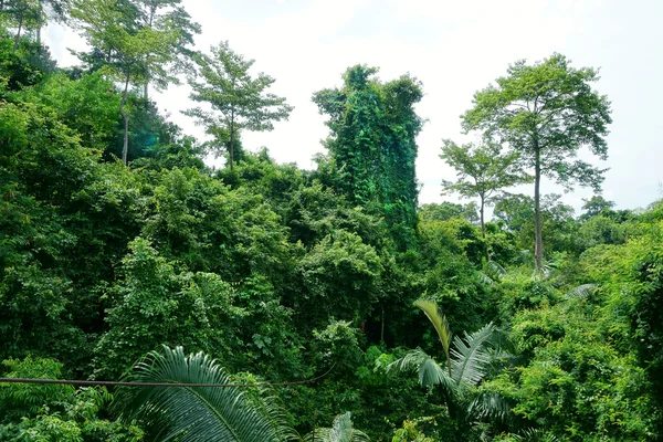 Krajobraz tropikalnej dżungli — Zdjęcie stockowe