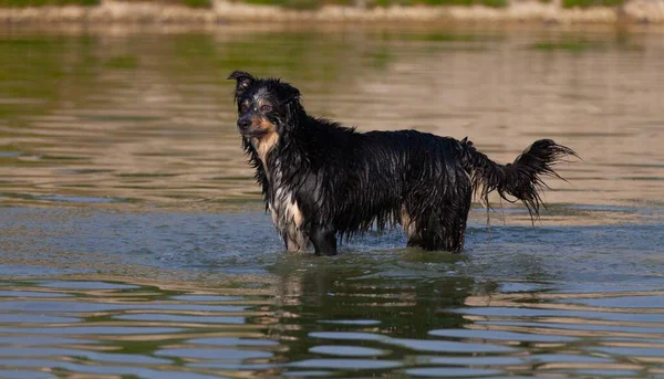 Evcil bir köpek suda, banyonun tadını çıkarıyor, suyla eğleniyor.