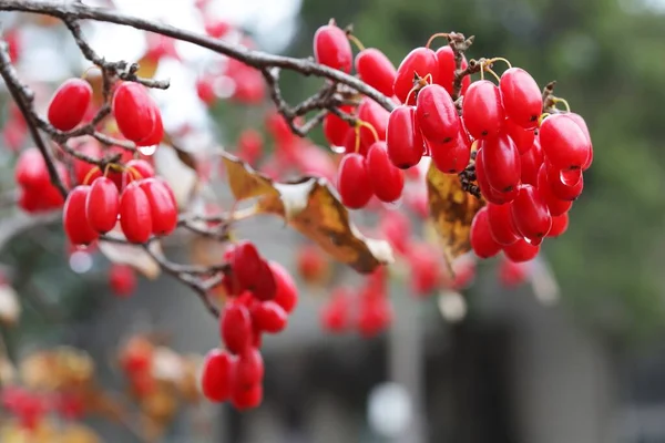 Kış Mevsiminde Ağaçtaki Kırmızı Ekşi Küçük Meyveler — Stok fotoğraf