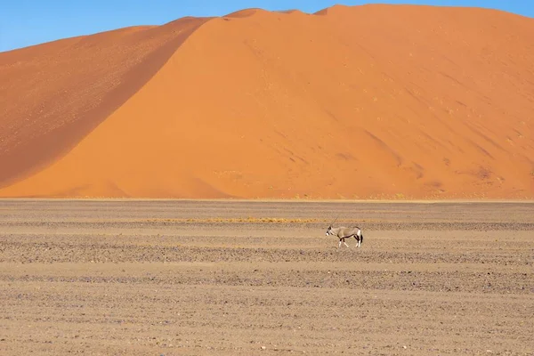 Hete Woestijn Zandduinen Onder Blauwe Lucht — Stockfoto