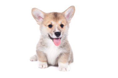 Beyaz arka plan üzerinde izole köpek yavrusu
