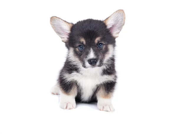 Chiot isolé sur fond blanc — Photo