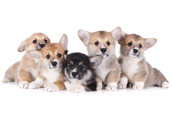 Five puppies isolated white background — Stock Photo, Image