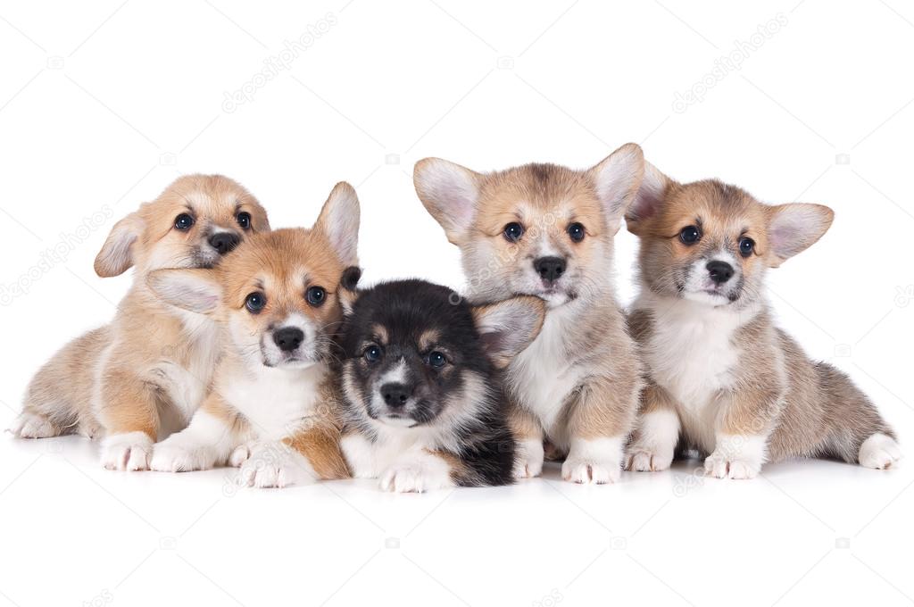 Five puppies isolated white background