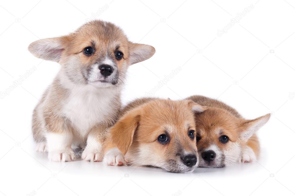 Three puppies isolated white background