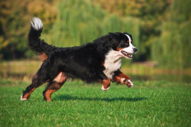 Köpek çimenlerde koşuyor.