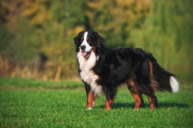 köpek çim üzerinde duran