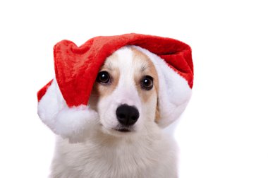 Beyaz arka plan üzerinde Noel Baba şapkalı izole köpek