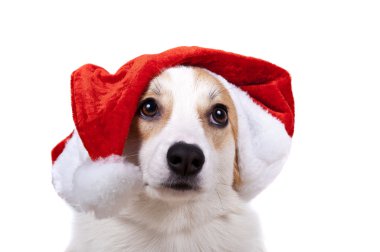 Beyaz arka plan üzerinde Noel Baba şapkalı izole köpek