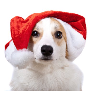 Beyaz arka plan üzerinde Noel Baba şapkalı izole köpek