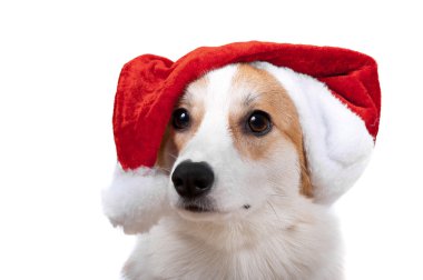 Beyaz arka plan üzerinde Noel Baba şapkalı izole köpek