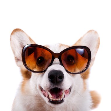 Beyaz arka plan üzerinde güneş gözlüğü izole köpek