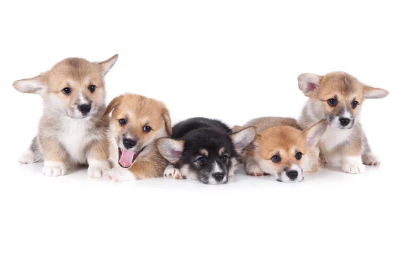 Isolated puppies on white background — Stock Photo, Image