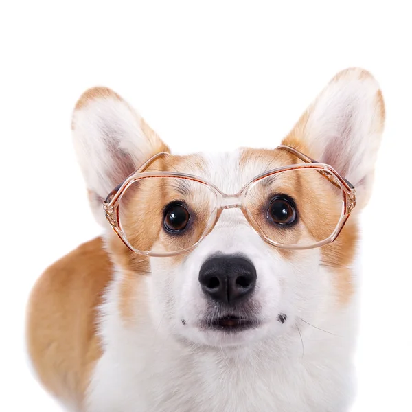 Na białym tle pies w okularach na białym tle — Zdjęcie stockowe