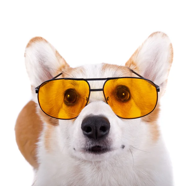 Na białym tle pies w okulary na białym tle — Zdjęcie stockowe
