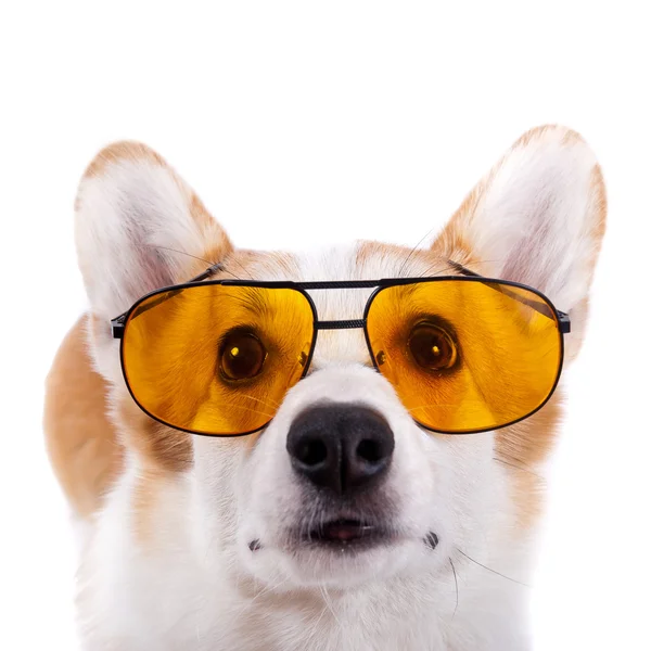 Cão isolado em óculos de sol sobre fundo branco — Fotografia de Stock