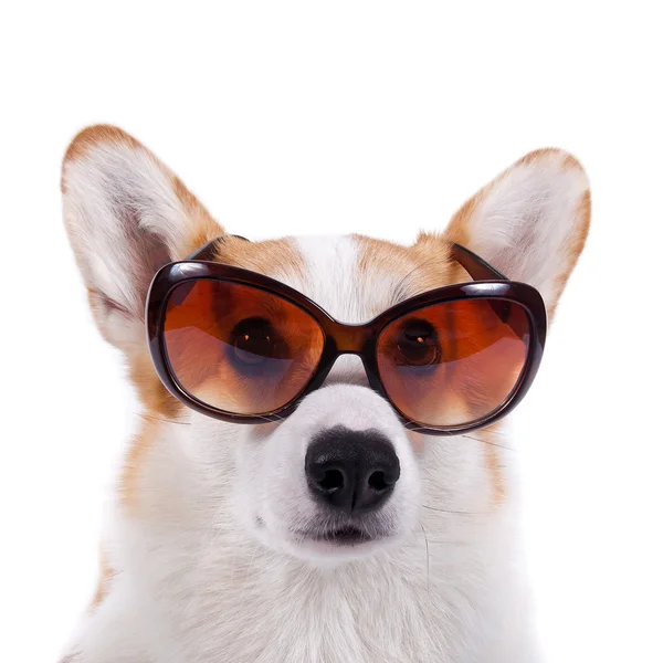 Cão isolado em óculos de sol sobre fundo branco — Fotografia de Stock