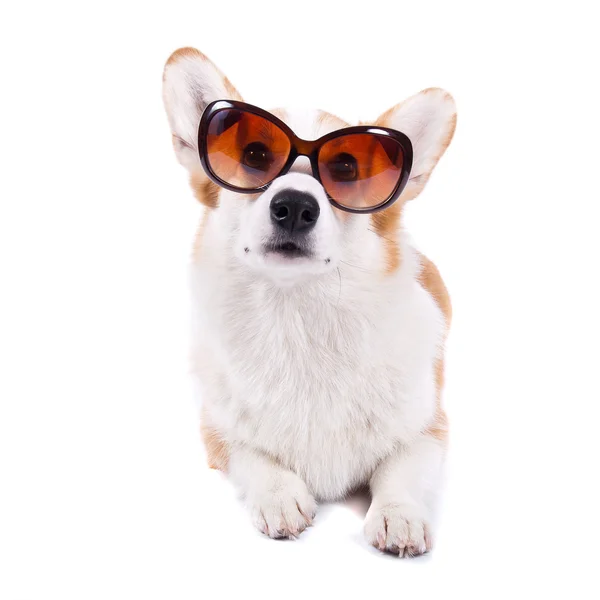 Beyaz arka plan üzerinde güneş gözlüğü izole köpek — Stok fotoğraf