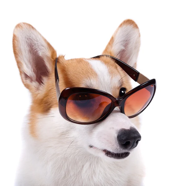 Cão isolado em óculos de sol sobre fundo branco — Fotografia de Stock