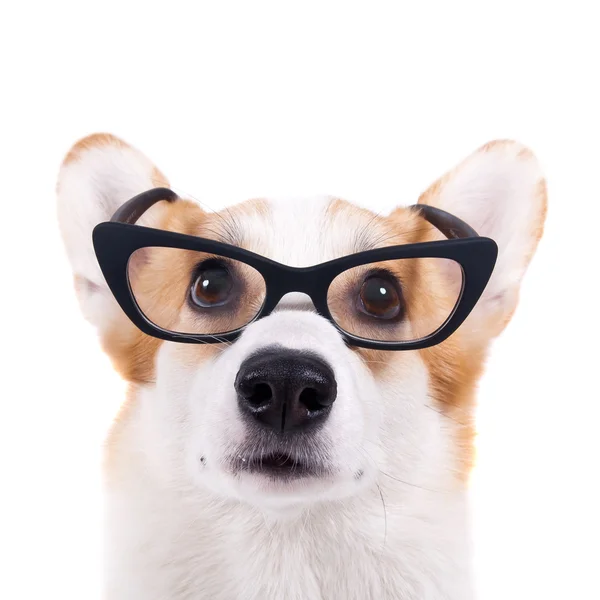 Isolated dog in sunglasses on white background — Stock Photo, Image