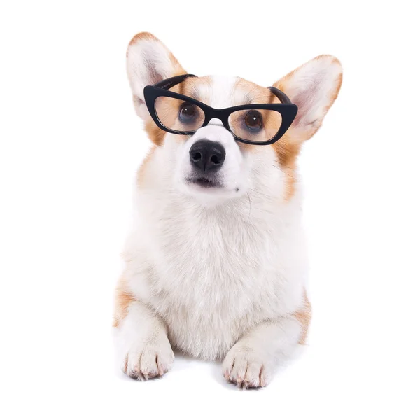 Isolated dog in sunglasses on white background — Stock Photo, Image