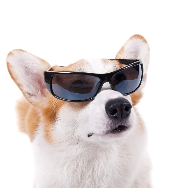Beyaz arka plan üzerinde güneş gözlüğü izole köpek — Stok fotoğraf