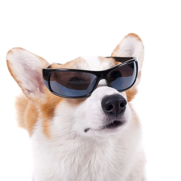 Chien isolé dans des lunettes de soleil sur fond blanc — Photo