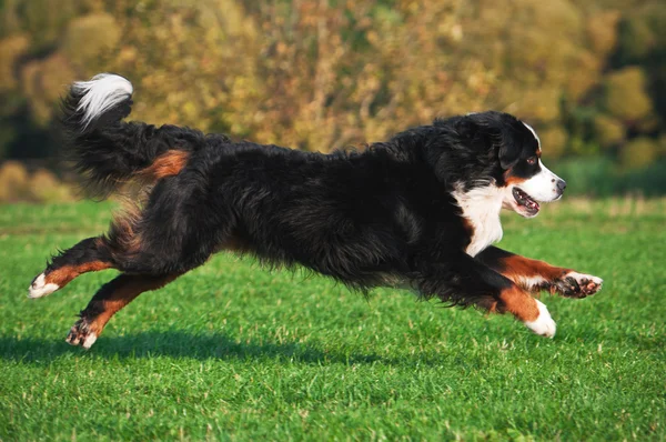 Chien courant sur l'herbe Images De Stock Libres De Droits