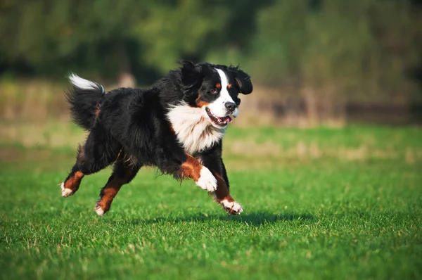 Cão correndo na grama Imagem De Stock