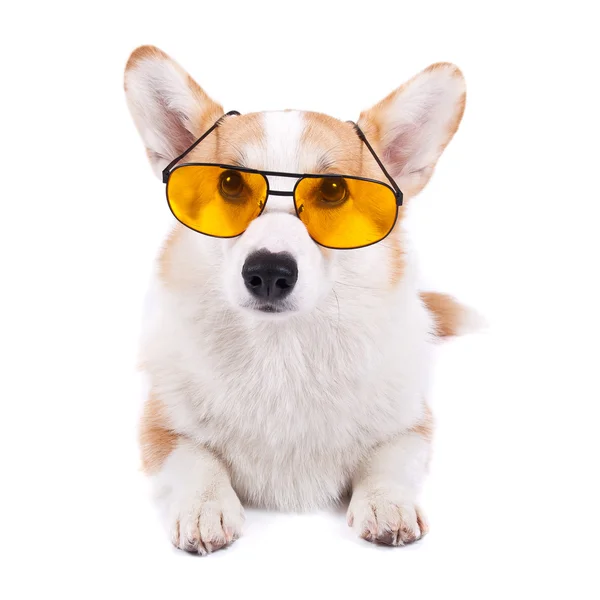 Chien isolé dans des lunettes de soleil sur fond blanc Photo De Stock