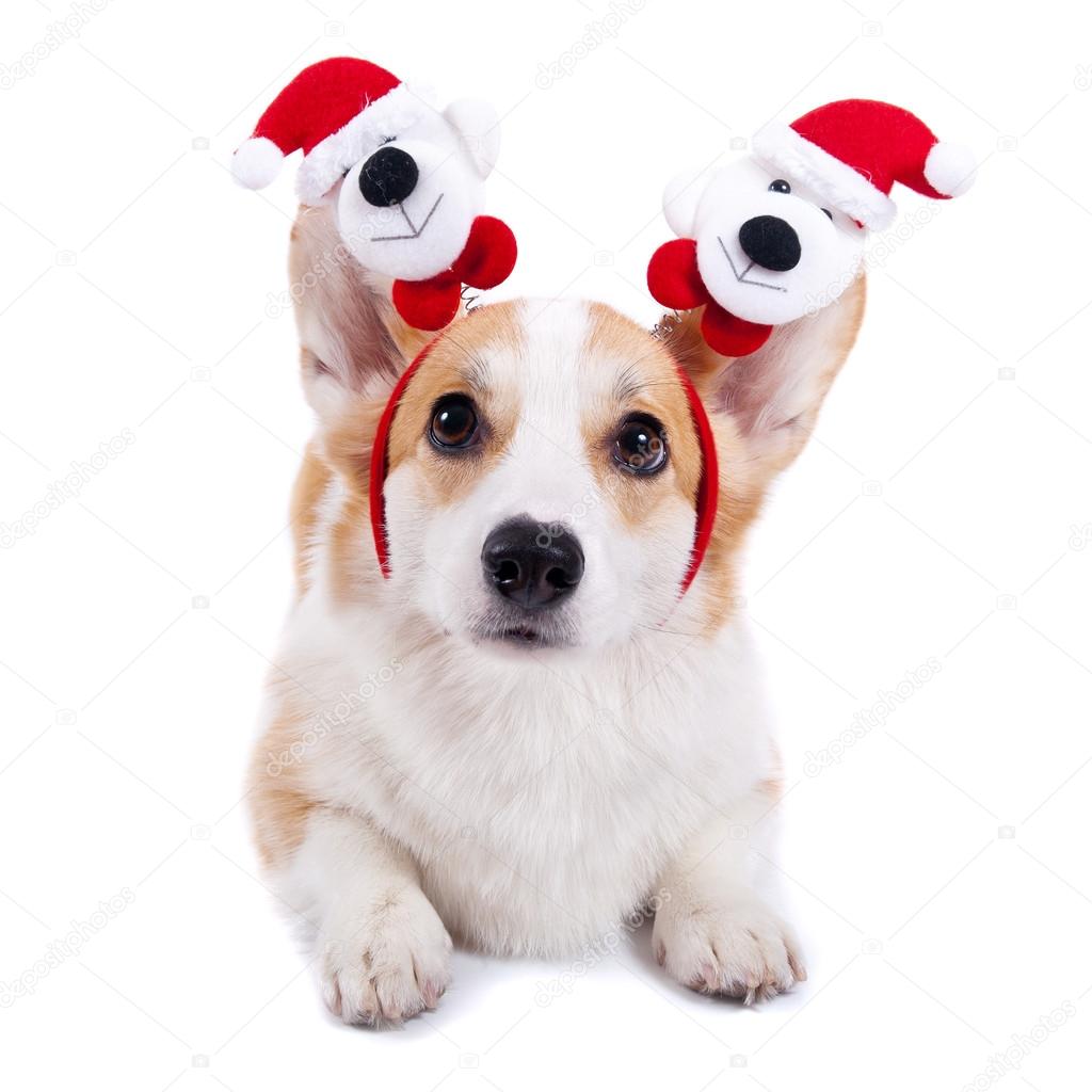 Isolated dog in Santa Claus hat on white background