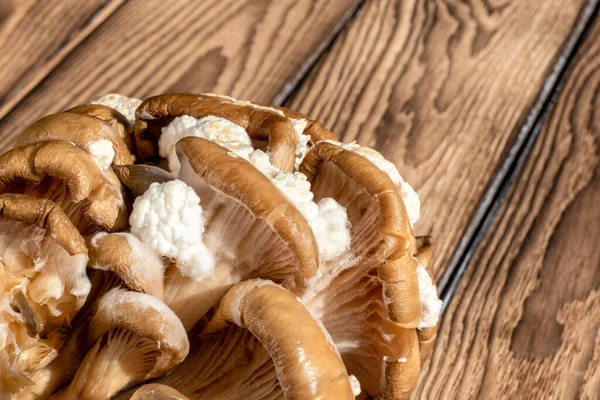 White mold on rotted oyster mushrooms. On wooden background. Close-up Topic: food storage, shelf life