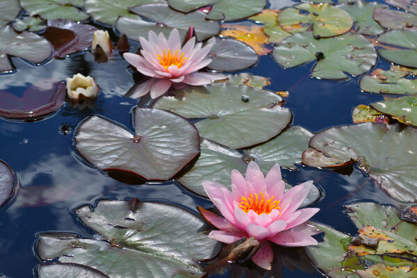 Pink water-lilies with leaves reflects on surface of pond