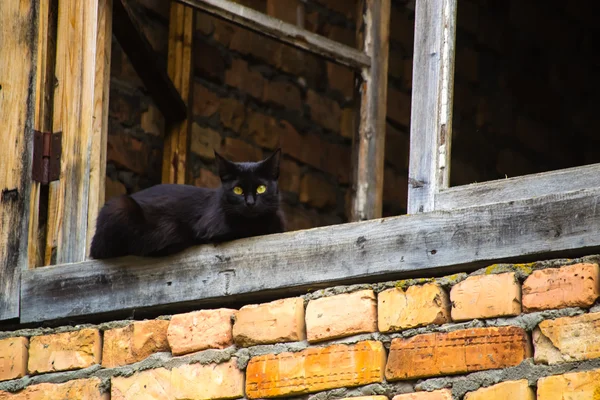 Черная кошка в оконной раме Стоковое Фото