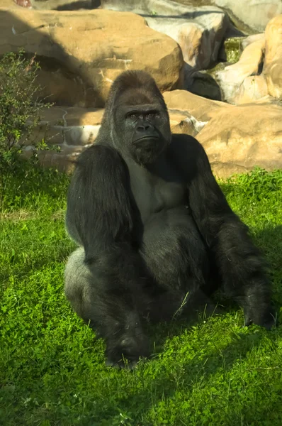 Зрелая горила сидит на траве с горным фоном — стоковое фото
