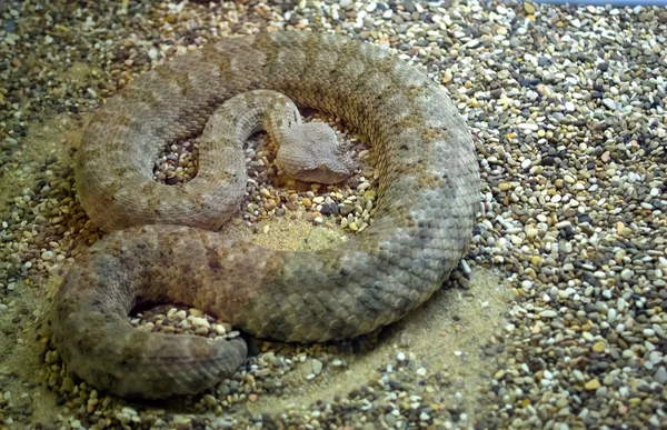 カールした灰色のヘビ — ストック写真