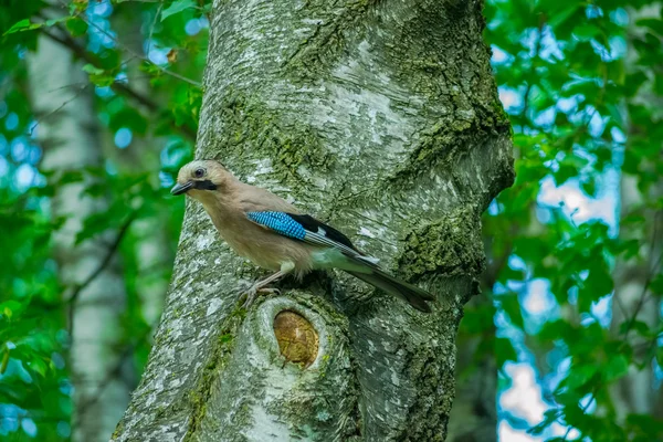 Jay está sentado na árvore em madeira — Fotografia de Stock