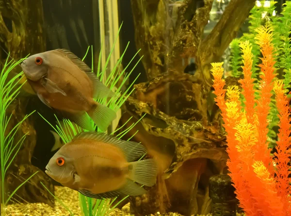 Peces en acuario con decoración — Foto de Stock