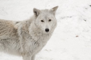 Beyaz kurt düz kar özgeçmişlerine arıyor